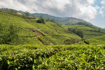 munnar tea plantations